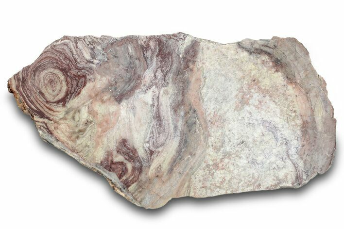 Polished, Neoproterozoic Stromatolite (Conophyton) - Morocco #276132